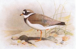 Bontbekplevier, uit Birds of the British Isles and Their Eggs gepubliceerd door Frederick Warne & Co Ltd, 1958