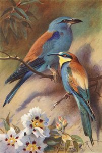 Scharrelaar, Bijeneter door Archibald Thorburn