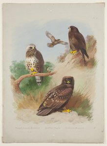 Ruigpootbuizerd, steenarend en gewone buizerd, ca. 1915 (aquarel & lichaamkleur met Arabische gom over potlood op karton)