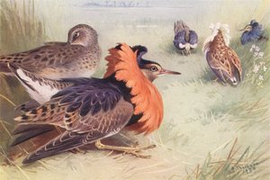 Ruff (vier soorten mannetjes en vrouwtje)