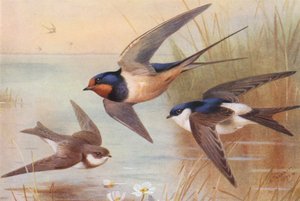 Oeverzwaluw, Zwaluw, Huiszwaluw door Archibald Thorburn