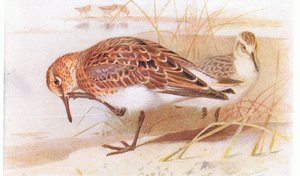 Drieteenstrandloper, uit Birds of the British Isles and Their Eggs gepubliceerd door Frederick Warne & Co Ltd, 1958