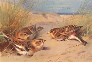 Sneeuwgors (winter), Frater door Archibald Thorburn