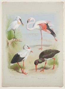 Lepelaar, flamingo en ooievaar, ca. 1915 (aquarel & lichaamkleur over potlood op papier)