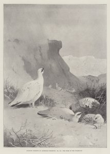 Sportonderwerpen, het huis van de sneeuwhoen door Archibald Thorburn