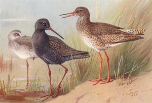 Poelruiter (zomer en herfst), Tureluur door Archibald Thorburn