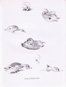 Studies van Wilde Eenden