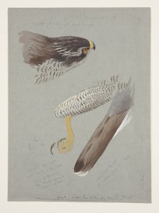 Studies van kop, voet en vleugel van mannelijke havik, c.1915