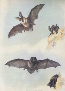 De Barbastelle