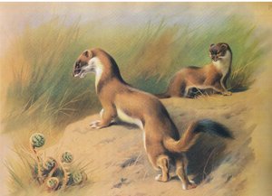 De hermelijn, uit Thorburns Zoogdieren gepubliceerd door Longmans and Co, ca. 1920