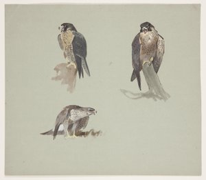 Drie kleurenschetsen van een mannelijke slechtvalk, ca. 1915 door Archibald Thorburn