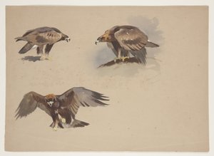 Drie kleine schetsen van een steenarend, ca. 1915 door Archibald Thorburn