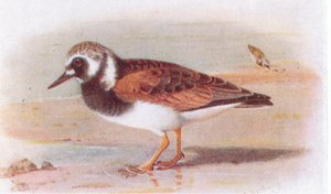 Steenloper, uit Birds of the British Isles and Their Eggs gepubliceerd door Frederick Warne & Co Ltd, 1958