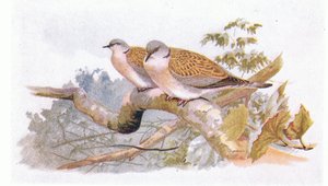 Tortelduif, uit Birds of the British Isles and Their Eggs gepubliceerd door Frederick Warne & Co Ltd, 1958