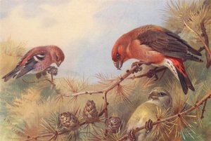 Witbandkruisbek, Kruisbek (mannetje en vrouwtje) door Archibald Thorburn