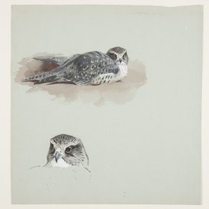 Twee kleuren schetsen van smelleken, c.1915