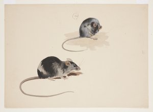 Twee studies van zwarte rat, c.1915