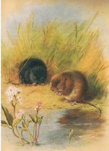 Waterspitsmuis, uit Thorburns Zoogdieren gepubliceerd door Longmans en Co, ca. 1920