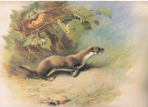Wezel, uit Thorburns Zoogdieren gepubliceerd door Longmans and Co, ca. 1920