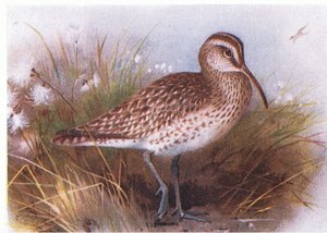 Regenwulp, uit Birds of the British Isles and Their Eggs gepubliceerd door Frederick Warne & Co Ltd, 1958