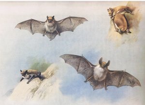 Baardvleermuis en Bechsteins vleermuis, uit Thorburns Zoogdieren gepubliceerd door Longmans en Co, ca. 1920