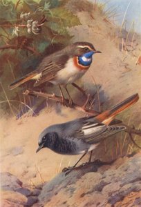 Blauwborst, Zwarte Roodstaart