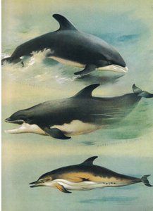 Witsnuitdolfijn, Tuimelaar en Gewone Dolfijn, uit Thorburns Zoogdieren gepubliceerd door Longmans en Co, ca. 1920 door Archibald Thorburn