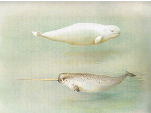 Witte walvis en narwal, uit Thorburns Zoogdieren gepubliceerd door Longmans and Co, ca. 1920 door Archibald Thorburn