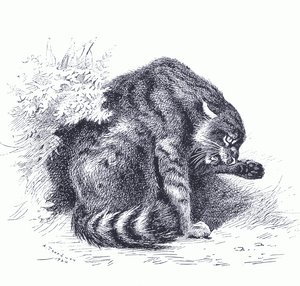 Wilde kat, uit Thorburn
