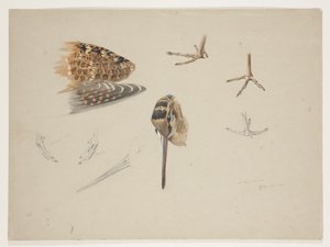 Houtsnip snavel, voeten en vleugel, c.1915 door Archibald Thorburn