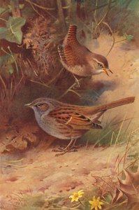 Winterkoning, Heggenmus