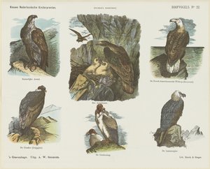 Roofvogels (titel op object)
Nieuwe Nederlandsche kinderprenten (serietitel op object)
Funke