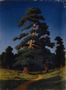 Pijnboom