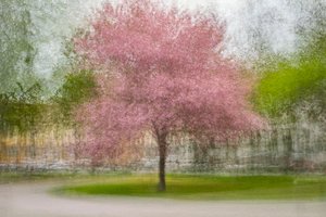 Vervagende roze lenteboom