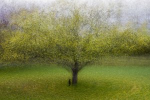 Dromerige groene boom