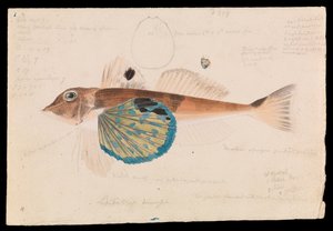 Vlindervis, Lepidotrigla vanessa door Arthur Bartholomew
