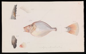 Zilveren Dory, Cyttus australis door Arthur Bartholomew