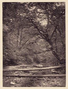 [Omgevallen bomen in bos].