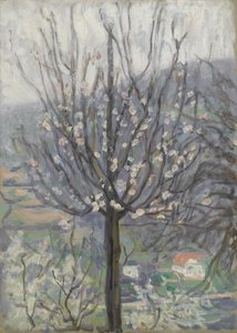 Bloesem, vroege ochtend