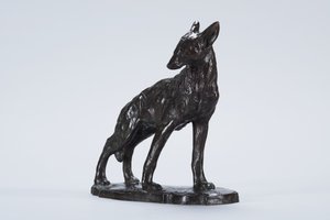 Alerte coyote