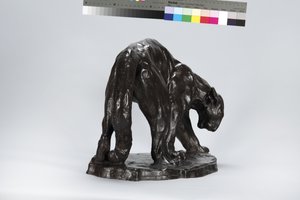 Grote Puma die een Os Spoor Ruikt