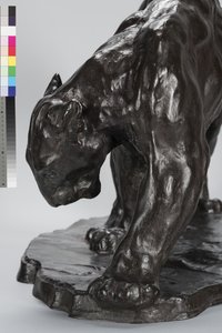 Grote Puma die een Os Spoor Ruikt