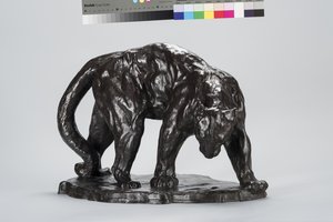 Grote puma ruikt osspoor