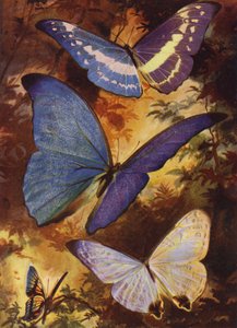 Mooie Vlinders: Briljante morphos, enz., van Zuid-Amerika