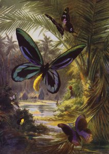 Mooie Vlinders: Troides Alexandrae, de grootste van alle vlinders