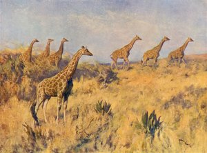 Een troep giraffen