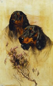 Twee Gordon Setters