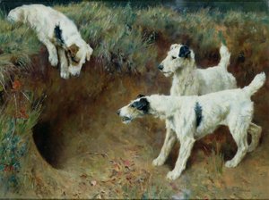 Draadhaarige foxterriërs bij een dassenburcht door Arthur Wardle