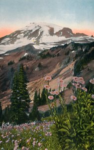 Paarse Asters, in Mount Rainier Nationaal Park, ca. 1916 door Asahel Curtis