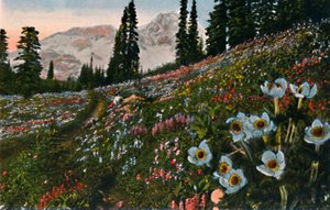 De anemoon in Mount Rainier National Park door Asahel Curtis